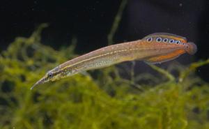 Other Live Fish