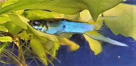 PK Endlers - CLASS K Japan Blue Endler Guppy Bachelor Pack (3M): $21.00