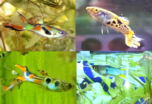 PK Endlers - Colorful Endlers Staecks Nano Sampler - (4M): $40.00