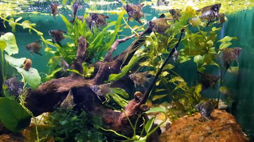 Smokey Leopard Angelfish Juveniles