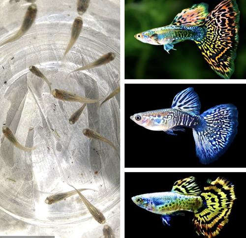 20+ Fancy Guppies - Dumbo Dragon / Cobra Mosaic Mix, Live Guppy 