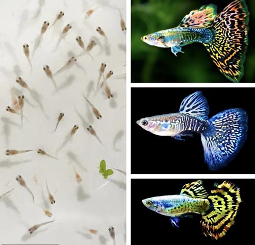 50+ Fancy Guppies - Dumbo Dragon / Cobra Mosaic Mix, Live Guppy 