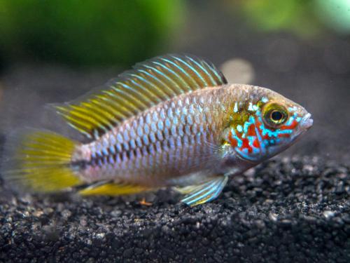 APISTOGRAMMA BORELLII OPAL | Guaranteed Pair | 2 Day Shipping!