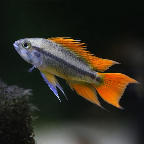 Apistogramma Cacatuoides | Orange Flash | Guaranteed Pair | 2 Day Shipping!