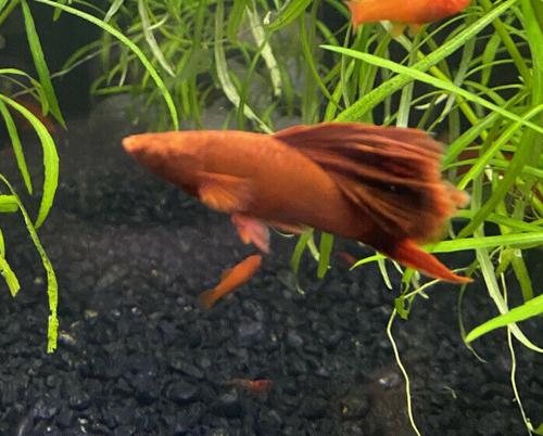 Cauliflower Swordtail Shortfin | 2 Day Shipping