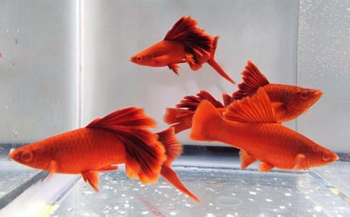 Cauliflower Swordtail Trio | 2 Day Shipping