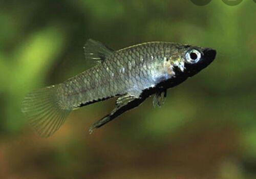 Girardinus Metallicus | Metallic Livebearer | 2 Day Ship | From Aquarium Co-op