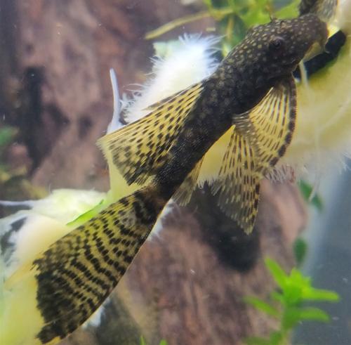 Longfin Bristlenose Plecostomus (2"+) Unsexed