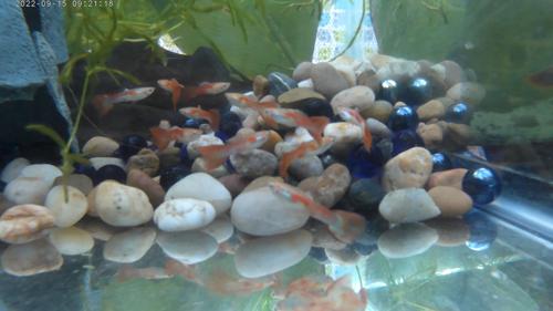 LIMITED (PFJ#100)Golden Boy Platinum Flame Male Guppies(Flashy Boys Tanks/Ponds)