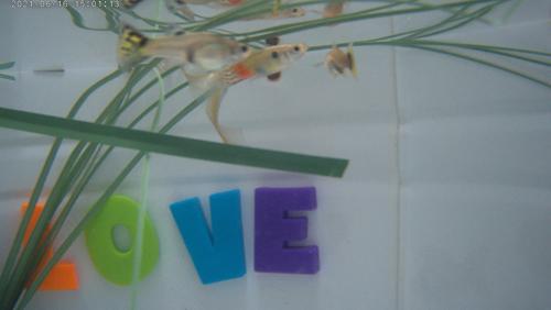 1 PARADISE SWALLOW TAIL, and 2 YOUNG AND PRETTY GUPPIES, Breeder Trio BP#04-1