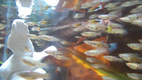 21 GUPPY BREEDER PACK (7 MALE, 14 FEMALE) BP#4-21