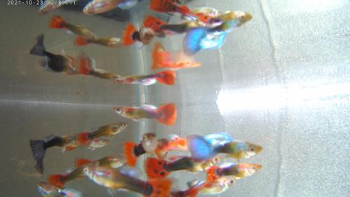 (DBO#100) Assorted Male Dumbo Guppies ($2.49 each) Super Goofy Fish Wild Dancers