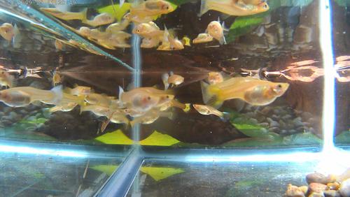 (MP# 040) GOLDEN GIRL GUPPIES STRIKING JEWELS (Adult Breeder Females) USA