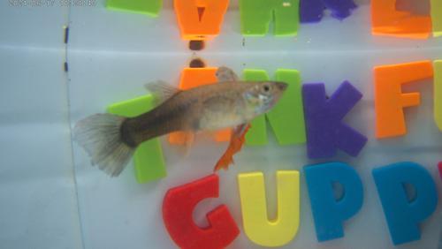 RAGING GRASS FIRE AND SMOKEY LADY MP#011 GUPPY BREEDER PAIR FISH U SEE U GET