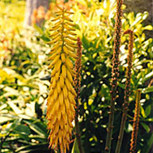 Red Hot Poker Flower Essence Red Hot Poker Flower Essence