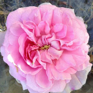 Ispahan Rose | Green Hope Farm Flower Essences