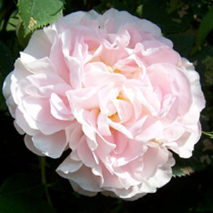 Alba Maxima Rose | Green Hope Farm Flower Essences