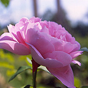 Mary Rose | Green Hope Farm Flower Essences