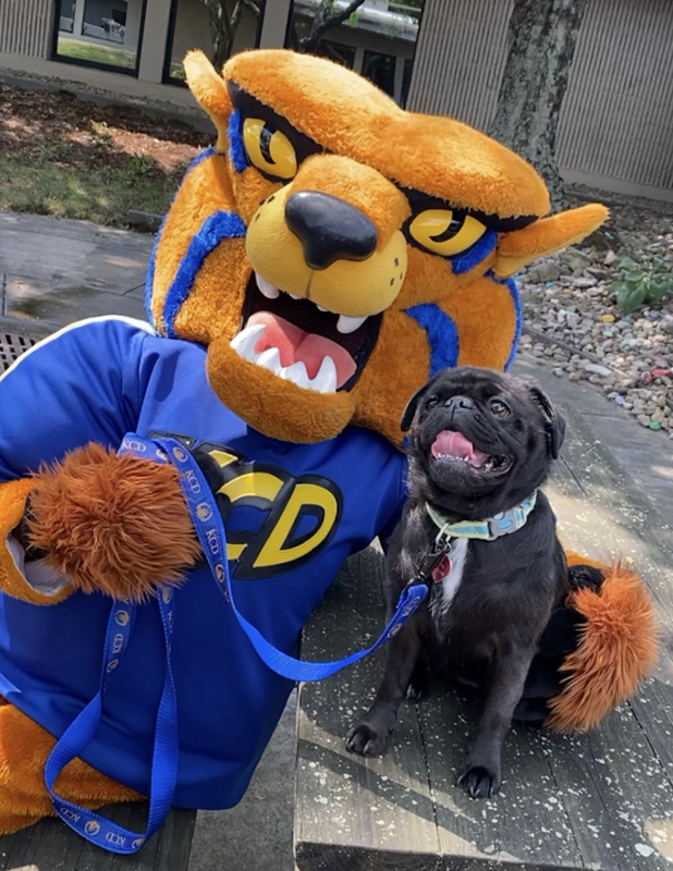 WIN A KCD LEASH FOR YOUR PUP!