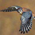 Kestrel Linder photo