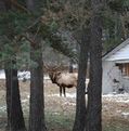 Tracy Bowman photo