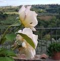 Cynthia W. Tedesco photo