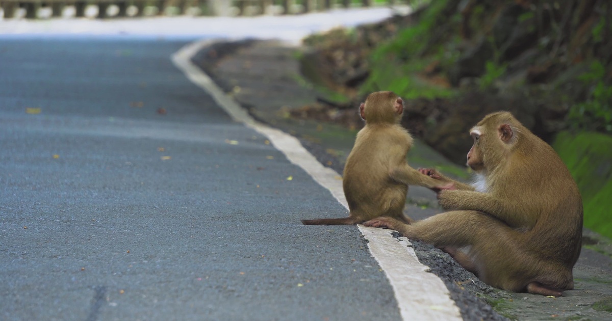 обезьяны в джунглях. лопбури город обезьян. обезьяна на дороге. макака на дороге. обезьяны в тайланде.
