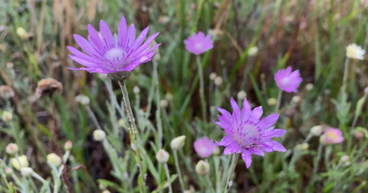 Glymt - Steppe lilac flower with raindrops