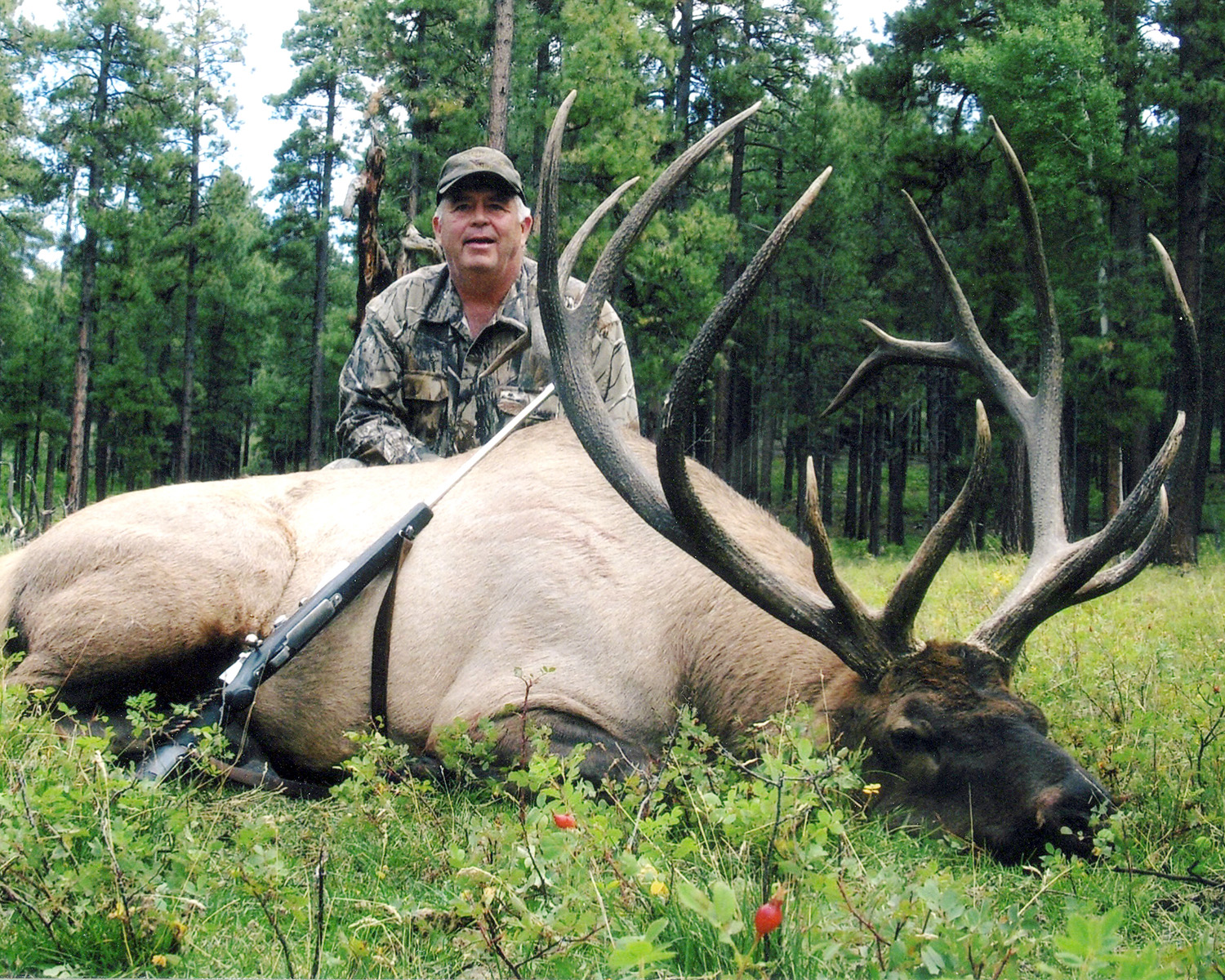Arizona Elk Species Details GOHUNT