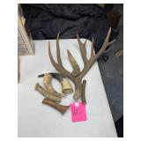 Deer Antler Collection