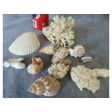 Coral and Sea Shells
