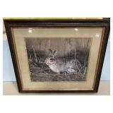 Framed Print of A Rabbit
