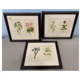 Three Framed Flower Prints