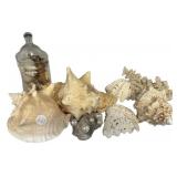 Group of Sea Shells