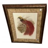 24"w, 32"w Paradisea Intermedia Print