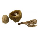 Sea Sponges and Coral
