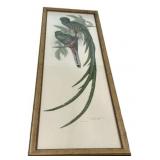 Framed print Trogon Resplendens.