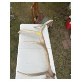 Elk antler
