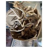 Deer antlers
