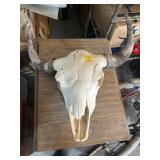 Bison skull