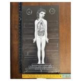 Dazzling Killmen Recuerda Anatomy Poster