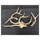 Variety Deer Horns