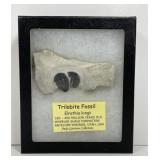 Trilobite Elrathia Kingii Wheeler Shale Fossil