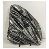 Large Orthoceras Fossil Plate In Matrix