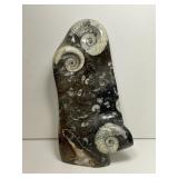 Polished Nautilus Multi Fossil Tower 9.5"