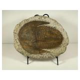 Large Trilobite Fossil Plate 11" x 9" Augmented