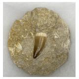 Mosasaurus Fossil Dinosaur Tooth in Orig. Matrix