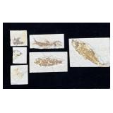 Lot of 6 Eocene Era Fossil Fish