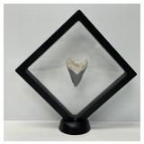 2" Megalodon Shark Tooth Bone Valley Specimen