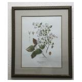 Anne Ophelia Dowden Framed Flowering Dogwood Print